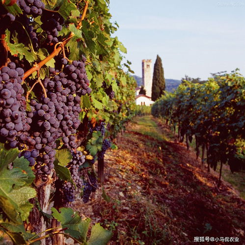 日本5亩微型农场风水布局如何改善？