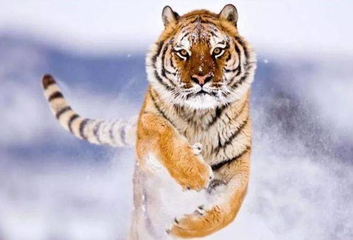 2025年属虎4月1日运势中，招财转运的吉祥物是什么？