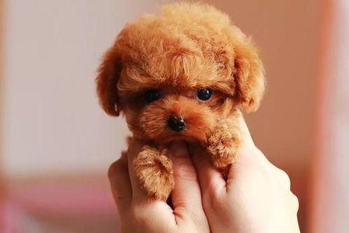 五、 贵宾、泰迪及茶杯犬：温顺陪伴与气场调和