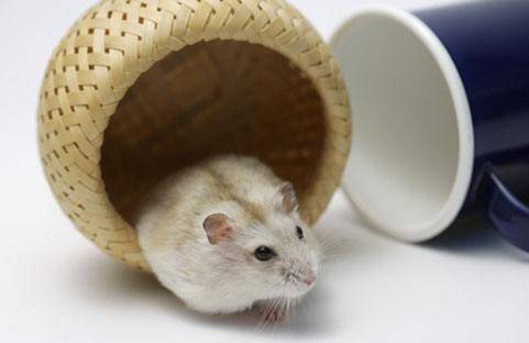 2026年生肖鼠如何佩戴什么饰品化解犯太岁，其化太岁饰品有何寓意？