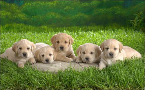 2026年属狗女财运旺在哪个方向？财运如何？