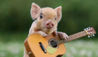 1947年属猪人2026年运势及1959年属猪人2025年运势详解分别是什么？