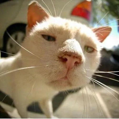 震惊！猫咪睡觉方位竟影响主人桃花运