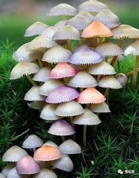 采蘑菇的梦