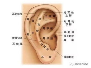 耳朵的功能及其重要性