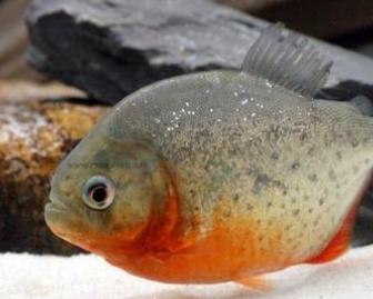 养小型红腹食人鱼会对家宅风水产生不良影响吗？