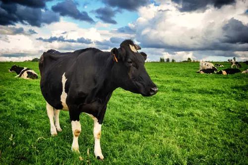 2009年出生属牛的男孩在2028年会遇到怎样的学习运势？