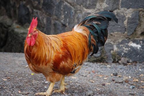 2026年属龙和属鸡的婚姻状况如何？