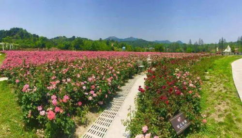 交通：折腾死人不偿命