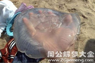 二、 《周公解梦》中关于海蜇的详细解释