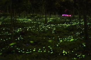 5. 周边购买攻略: 一场财富掠夺战