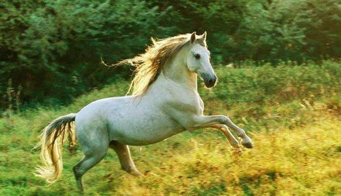 2026年属马的人的贵人属什么生肖？2026年属马的守护生肖是什么含义？