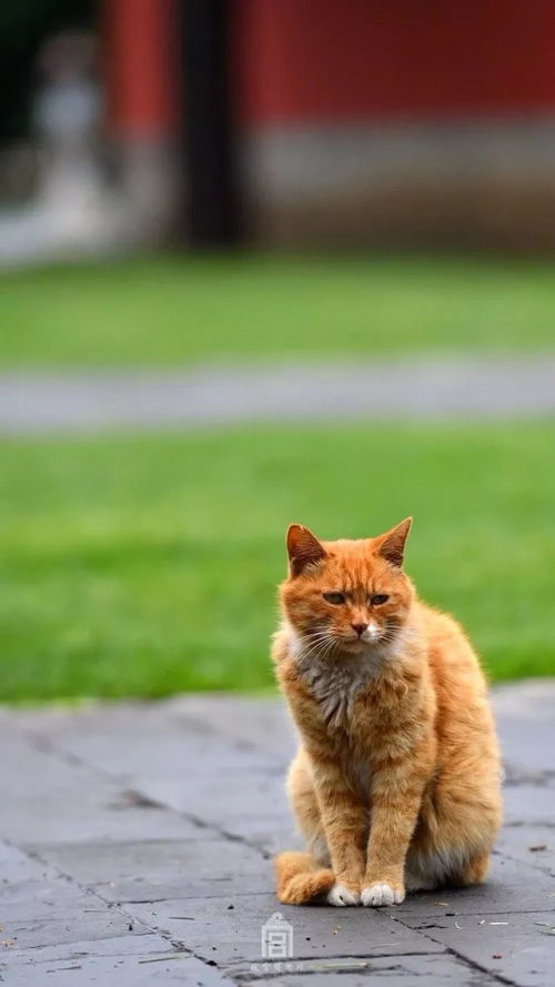 1. 为什么要在雨天去故宫？