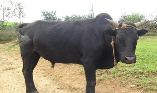 2026年属牛人的命运和运势具体表现如何？