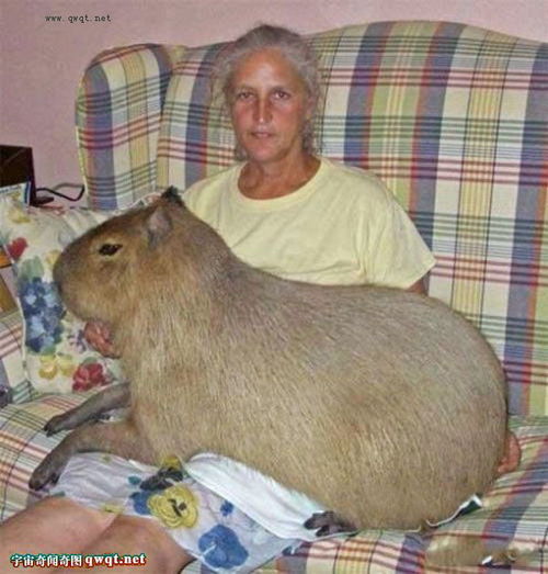 梦见体型庞大且肥胖的大老鼠究竟预示着什么含义呢？