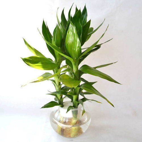 观音竹有哪些作用？其三大忌又是什么？