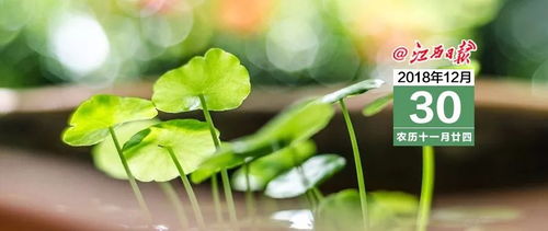 绿色植物的布局及其效应