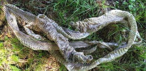 梦见蛇蜕皮或脱皮，预示着什么好事发生？