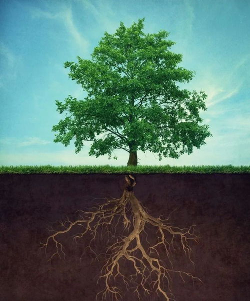 传统风水理论中的树木象征