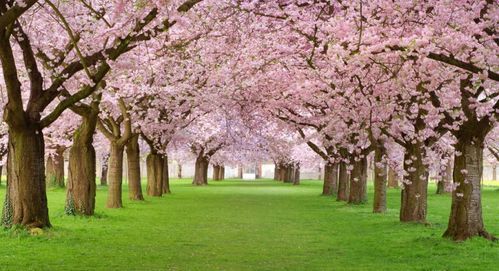 1.1 吉祥寓意与财运象征