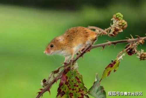 属鼠8月财运如何，招财转运物品是什么？