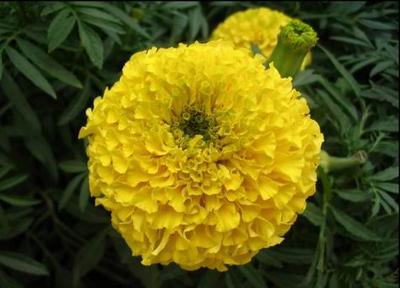 中间带“菊”的其他良好名字推荐