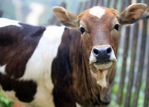 1973年出生的属牛女性和1985年出生的属牛女性，2026年各自的婚姻状况如何？