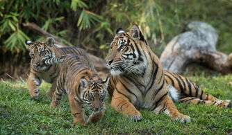 饥饿状态下的行为变化：生存本能的极端体现