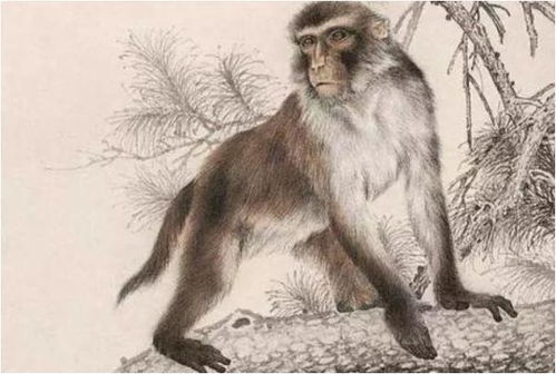 6. 生肖猴：机智聪明且观察入微