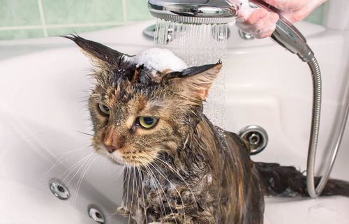 猫咪下葬的风水禁忌有哪些讲究？