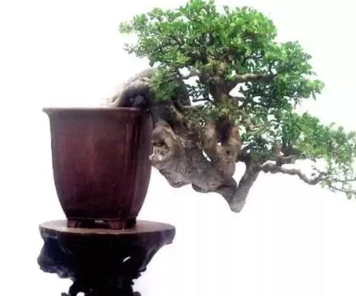 1. 根系身体健康状况与生存概率解析