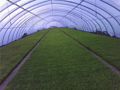 在大棚种植时是否需要考虑风水的布局和影响？