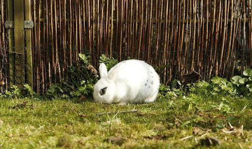 属兔的女孩乳名叫什么？有没有什么忒别的寓意或故事？