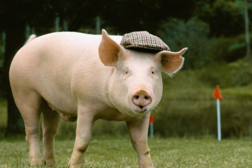 2026年83年属猪人能否躲过全年运势中的大难？