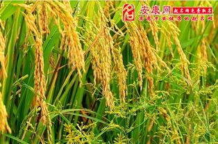 一、 梦境概述与基本含义