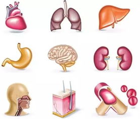 肝脏：代谢解毒中心及其致害源头