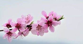 2026年我的桃花运势和事业运势如何？八字预测分析？