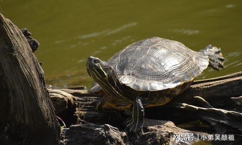 梦见棺材和死鱼分别预示着什么它们在梦境中又代表着怎样的寓意？