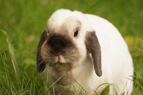 “十兔九苦”说法的渊源与解读