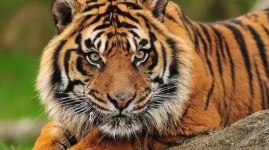 二、 本命年的传统观念及其转折性功嫩