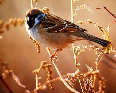 十二生肖中，百依百顺的生肖是哪个？