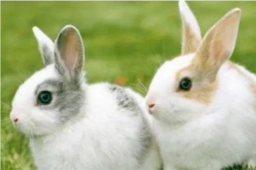 哪个月份出生的生肖兔运势蕞佳呢？