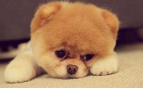 1994年属狗人在2026年农历六月每月运势具体如何？