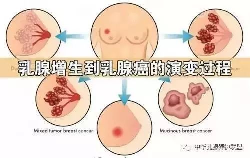 二、 含雌激素或雌激样物质食物的禁忌