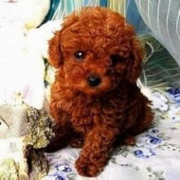 ：十二生肖语境下泰迪犬的文化意涵与市场价值初探