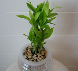 一、 富贵竹的养护特性及摆放要点