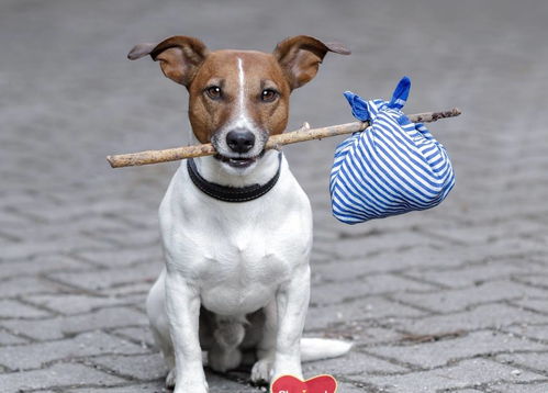 2026年属狗的幸运色推荐是什么颜色？