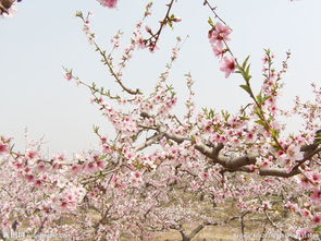 女八字命带桃花，月令桃花具体代表什么含义？