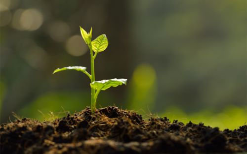 土壤选择：根基稳固之基础