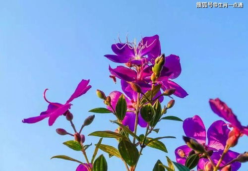 桃花对应的生肖是哪个？12生肖花图片有何寓意？